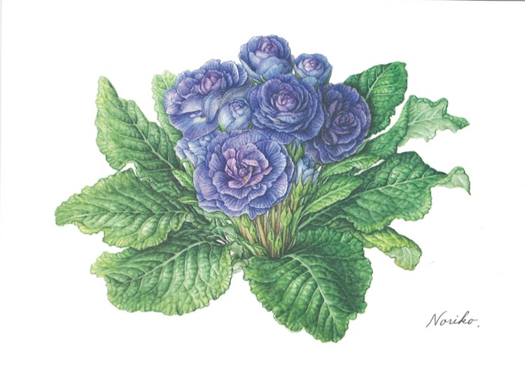 初めての植物画